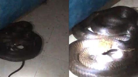 Ular King Cobra 2 Meter Masuk Rumah Warga Trenggalek Sembunyi Di Bawah