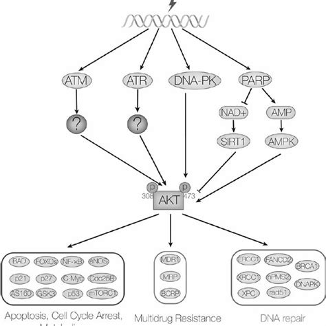 Akts Role In The Ner Pathway Akt Phosphorylates P300 And Increases