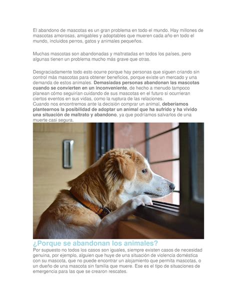 El Abandono De Mascotas Es Un Gran Problema En Todo El Mundo Hay Millones De Mascotas Amorosas