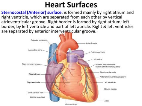 Ppt Pericardium And Heart Powerpoint Presentation Id4956744