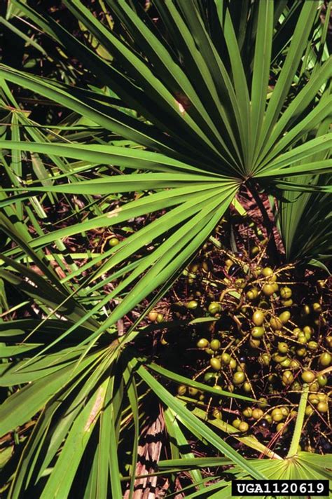 Permit now required to sell saw palmetto berries - UF/IFAS Extension ...