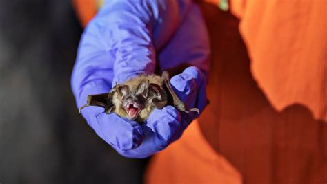 Can Humans Give Coronavirus To Bats And Other Wildlife The New York