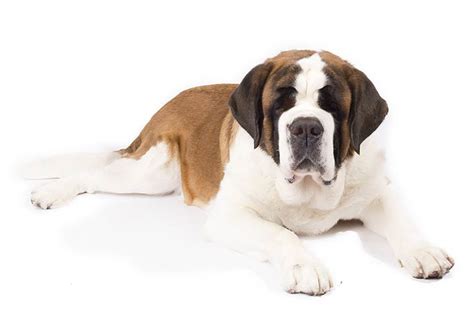 St. Bernard - Temperament, Lifespan, Shedding, Puppy