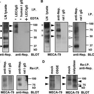 L Selectindependent Cell Rolling Mediated By Nepmucin Fc Produced In