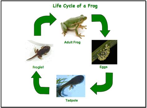 Animals With 3 Stages Of Life Cycle