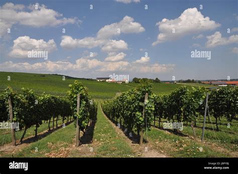 Weinberg Weinberge Wein Rebe Reben Landwirtschaft Himmel Wolke