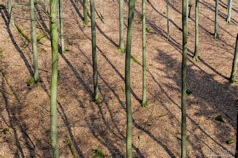 Buchenstämme werfen Schatten auf den Waldboden Ravensberg Bad Sachsa