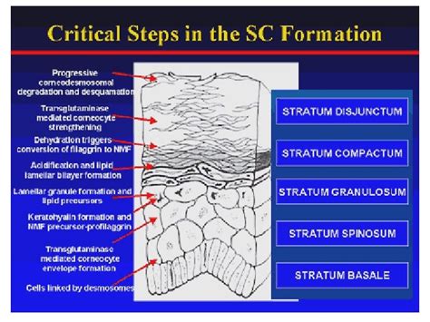 Stratum Corneum How Does Your Body Keep