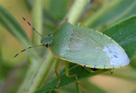 Hemiptera - True Bugs | Wildlife Journal Junior