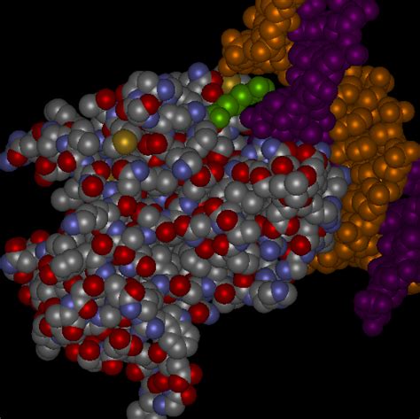 TP53 – Protein Structure – Binform