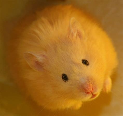 Teddy Bear Hamster Bear Hamster Hamster Breeds Baby Hamster