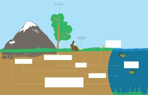 Phosphorus Cycle Diagram | Quizlet