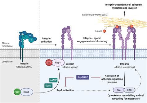 Ras Associated Protein 1 In Cancer Encyclopedia MDPI