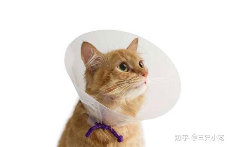 猫咪绝育攻略丨保姆级超详细割蛋干货 知乎