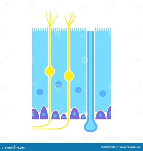 Olfactory Epithelium Anatomy Stock Vector Illustration Of Tract