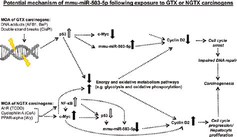 Visualisation Of The Potential Mechanism Of Mmu MiR 503 5p Regulating