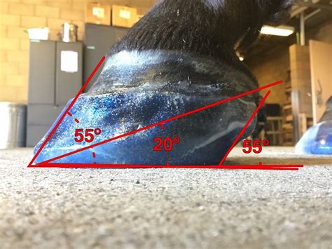 Unlock Secrets of Horse Hoof Angles with FormaHoof