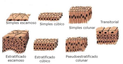 Tecido Epitelial Tipos Caracter Sticas E Fun O Toda Mat Ria