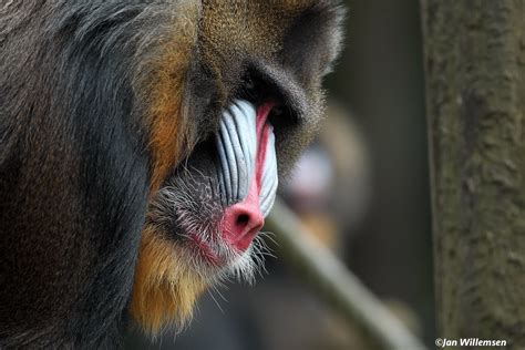 Mandrill 024066 Jan Willemsen Flickr