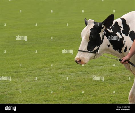 Holstein steer hi-res stock photography and images - Alamy