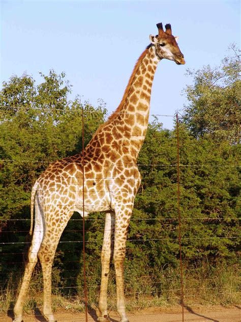 Its Time To Stand Tall For Imperilled Giraffes