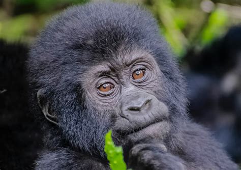 Gorilla Trekking Tours Gorilla Trekking In Uganda And Rwanda