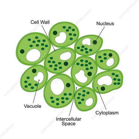 Parenchyma Structure Illustration Stock Image F042 8064 Science