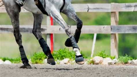 Understand and Support Your Horse’s Leg Muscles - Benefab®