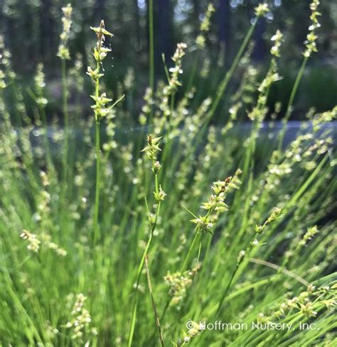 Carex Rosea Rosy Sedge Plants Plant Nursery Lawn Alternatives