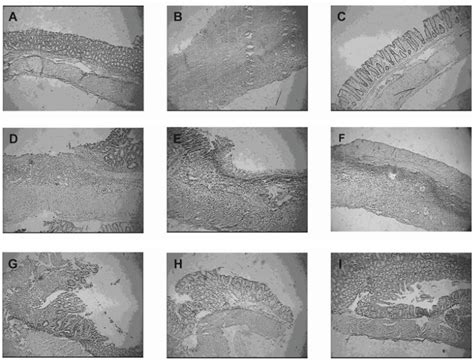 Representative Photographs Of Histological Appearance Of Rat Colonic Download Scientific