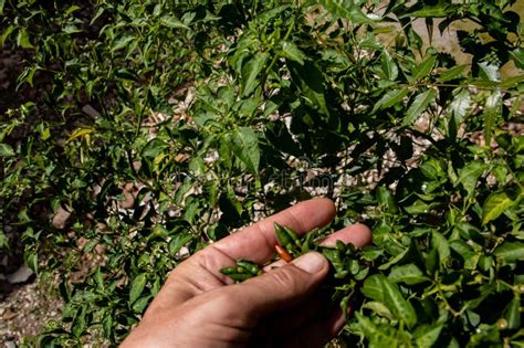 Pili Pili Also Known As Piri Piri Or Peri Peri Spicy Hot Papers At Organic Farm Stock Image