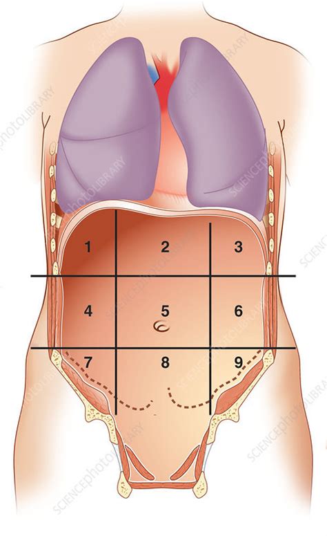 Abdominal Regions And Quadrants Answer With Definition Diagram Quizlet