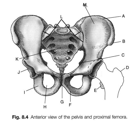 Anterior View Of The Pelvis And Proximal Femora Diagram Quizlet