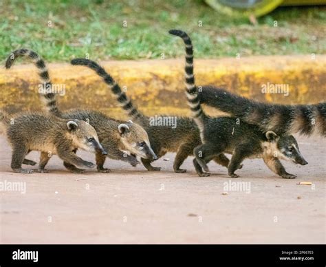 Young South American coatis (Nasua nasua), following mom at Iguazu ...