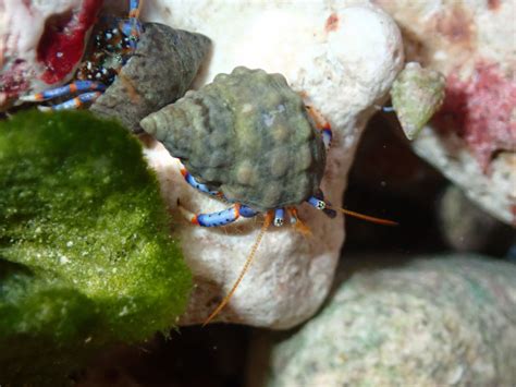 blue legged beauty 12