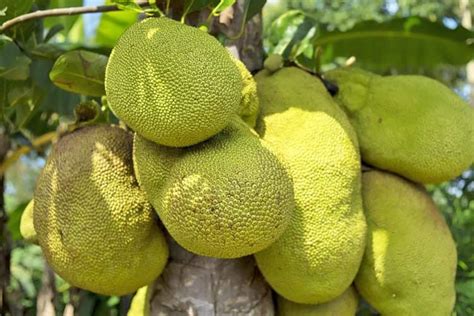 What Is Jackfruit Health Benefits Nutrition Uses Superfoodly