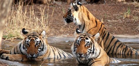 Ranthambore Tigers Hotels In Ranthambore Ranthambhore National