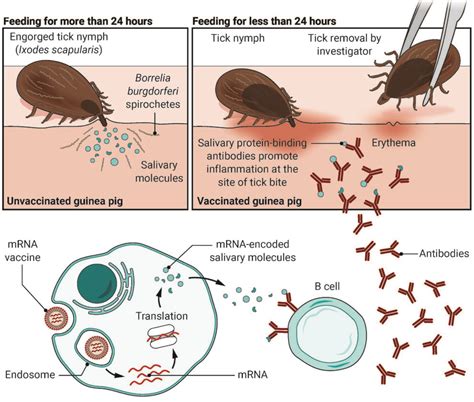 Lyme Disease Vaccine Uses Mrna To Encode Tick Saliva Proteins