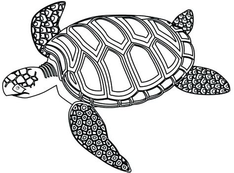 Loggerhead Sea Turtle Drawing | Free download on ClipArtMag