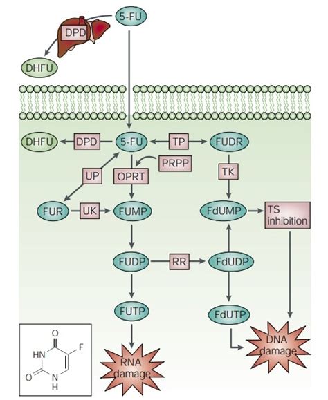 The Structure And Mechanism Of Action Of 5 Fluorouracil Chemicalbook