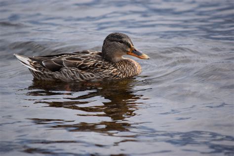 Free Images Nature Wing Lake Wildlife Beak Fauna Duck