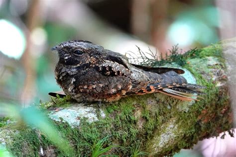 Vrai Ou Faux Les Plumes Des Oiseaux Une Histoire De Plumes