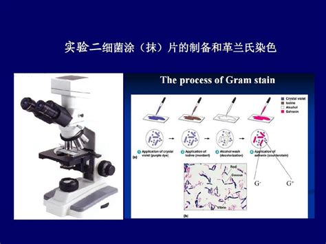 实验二 细菌涂抹片的制备和革兰氏染色word文档在线阅读与下载无忧文档