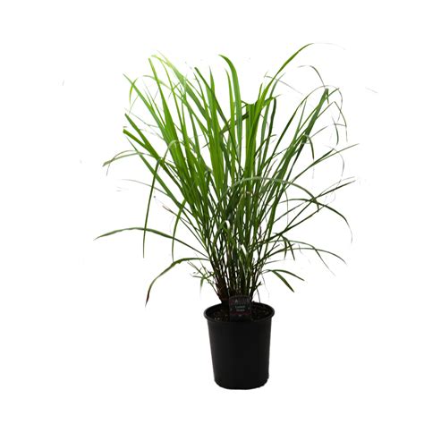 Spring Creek Growers Grassias Lemongrass Plant - Shop Potted plants at