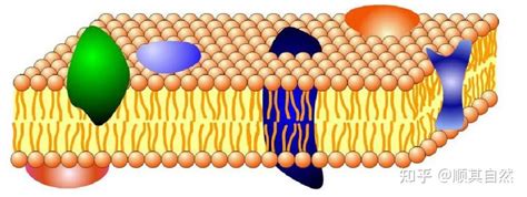 细胞膜的结构与功能 知乎