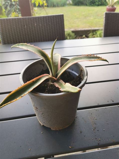 Agave Americana Farbig Bio Kaufen Auf Ricardo