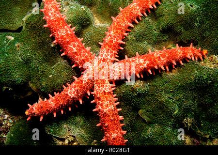 Bradleys Sea Star Mithrodia Bradleyi Stock Photo Alamy