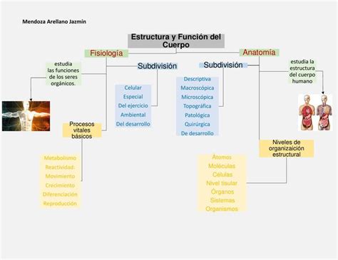 Mapa conceptual Estructura y función del cuerpo Jaz MA uDocz