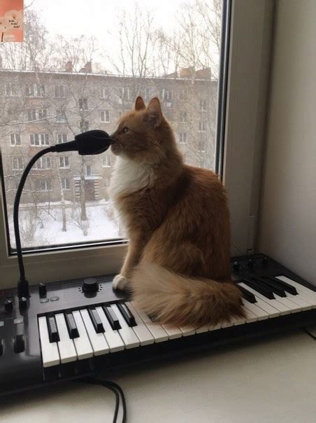 Create meme "cat, cat musician, cat on piano" - Pictures - Meme-arsenal.com