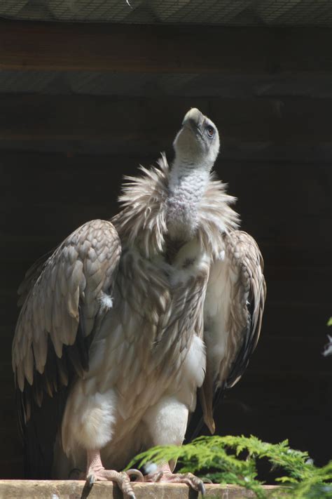 Himalayan vulture 2 by ditney on DeviantArt